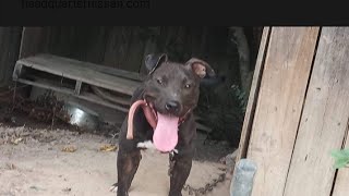 Mr.wolfgang Adba,Apbt