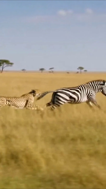 cheetah vs zebra #wildlife #animals