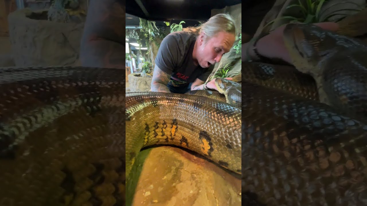 Massive Anaconda On Land Animals