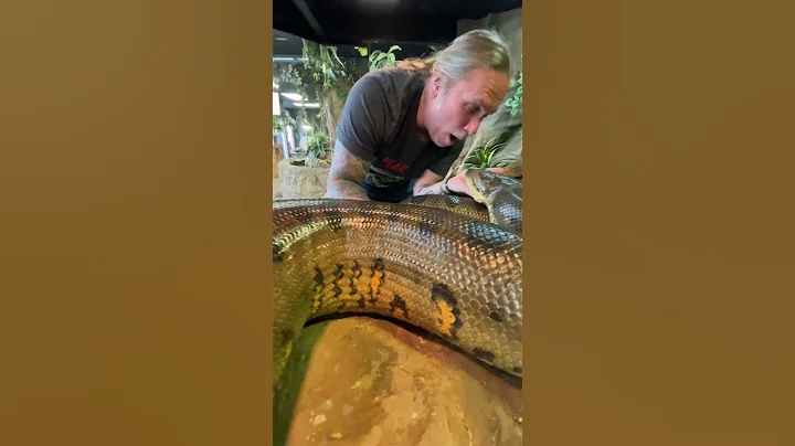 Massive Anaconda On Land 🐍 #animals