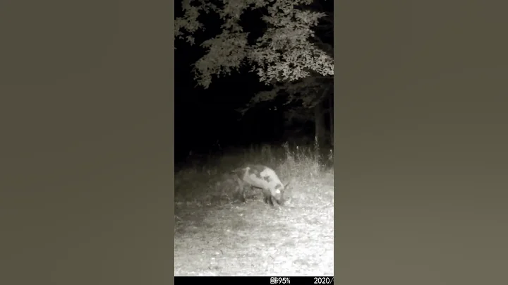 Big boy #wildboar #forest #2024 #hunting #top #nature #trailcam #countrylife
