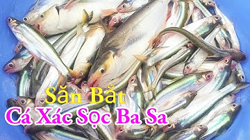 Săn Bắt Cá Xác Sọc Cá Ba Sa Câu Mồi Độc Lạ Nhất Miền Tây Sông Nước / Kiềm Rapper