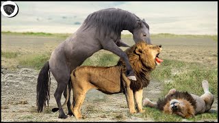 Lion King Failed Miserably When Fighting Wild Horses That Were Too Strong
