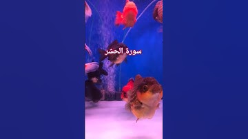 Surat No 59 : سورة الحشر