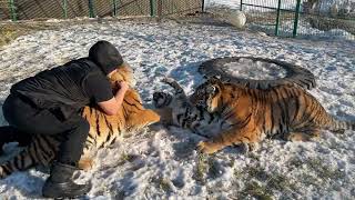 Тигренка познакомили со старшим Братом и Сестрой!Спасали всех друг от друга ))))))