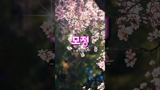#이미자 #모정 #트로트 #트롯 #트로트인기가요 #kpop