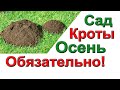 ЛУЧШЕЕ СРЕДСТВО ОТ КРОТОВ. ОБРАБОТКА ОСЕНЬЮ.