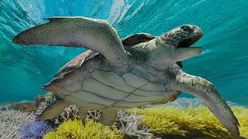 Sea Turtle 3d model Animated