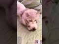 cute little cat 可爱的小猫 #cat #kitten #cute