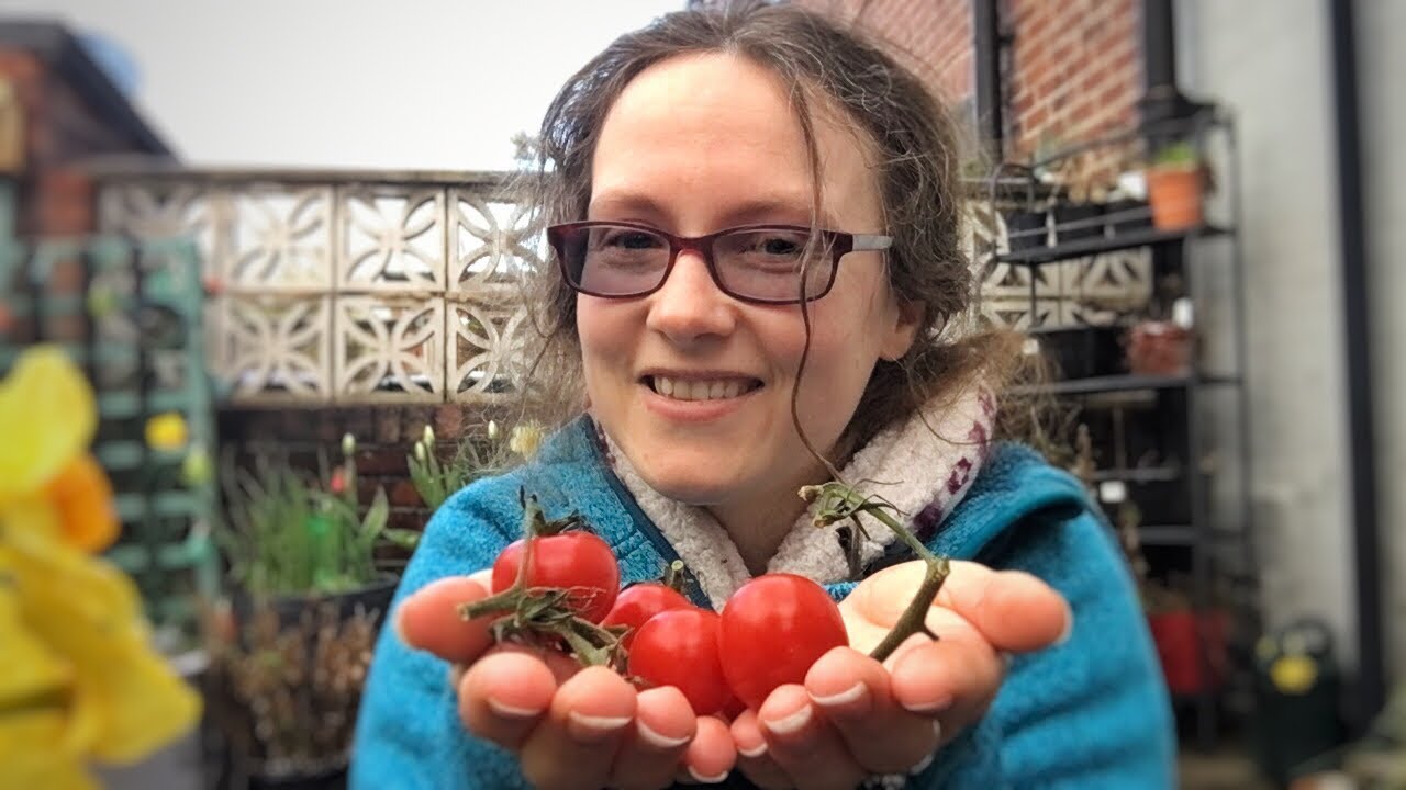 How I Grow Tomatoes in Containers YouTube