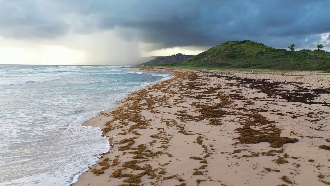 Sargassum Monitoring Sites Barbados YouTube