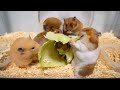 ハムスターの狂気的な食事シーンを詰め合わせたらとんでもないことになりましたｗｗｗｗｗｗｗｗ
