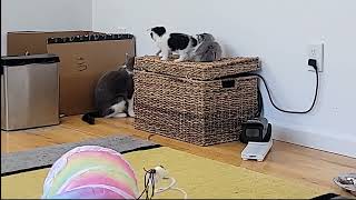 202-04-29 Micro by Kitten Academy 1,826 views 3 days ago 1 minute, 29 seconds