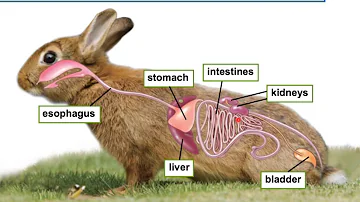 How many organ systems does animals have?