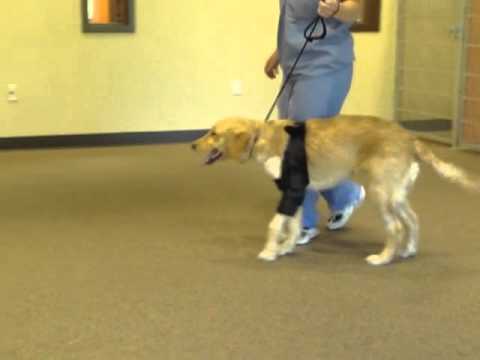 dog shoulder stabilization brace