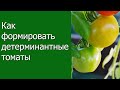 Как формировать детерминантные томаты