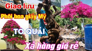 Phôi hoa giấy Mỹ phôi to, hoa giấy xác pháo hoa giấy Mỹ xả hàng thanh lý giá rẻ