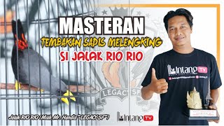 JALAK RIO RIO GACORRR, TELLER   TEMBAKAN SADIS (Milik Mr. Handis legacy sf)