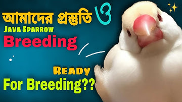জাভা পাখির  ডিম-বাচ্চা নিতে আমাদের প্রস্তুতি | Java Birds Breeding & Our Preparation (V- 146)