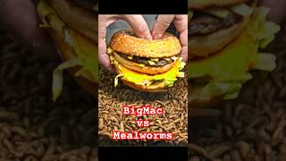 BigMac vs Mealworms #mealworms #maggots #mcdonalds #burger