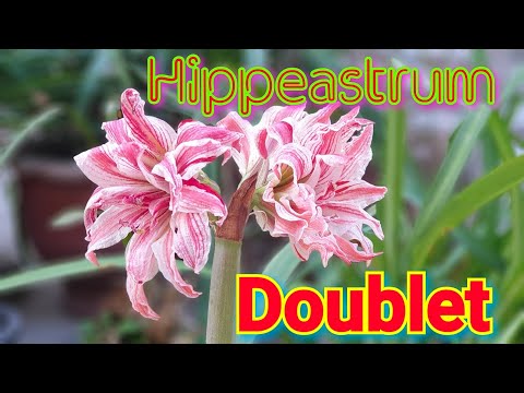 Video: Hippeastrum -variëteite (41 Foto's): Kenmerke Van Charisma, Papilio Butterfly, Royal Red En Tosca Variëteite, Oranje En Pienk Variëteite Van Hippeastrum