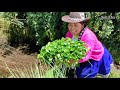 Plantas Silvestres de mi pueblo 🌿🍀 #DesdeElPerúprofundo 🇵🇪