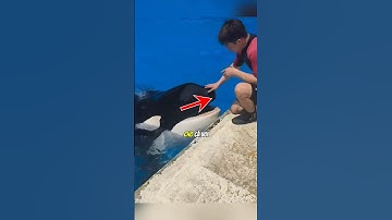 Cá voi sát thủ cực kỳ thông minh 🐋😮