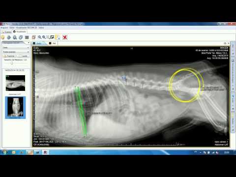 Network Vet Care - Netpacs 2.0 HD