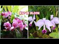 New York Botanical Garden Orchid Show 2026 🌸 | Concrete Jungle Comes to Life