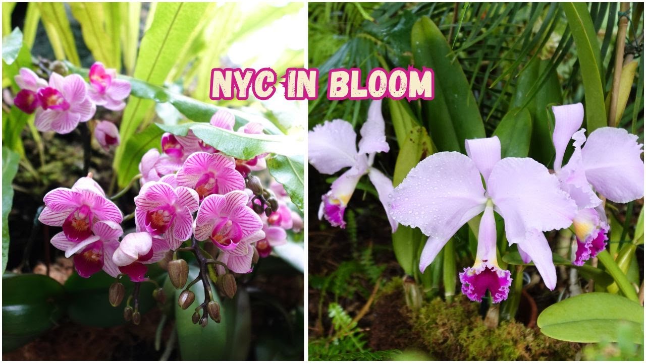 Выставка орхидей в Нью-Йоркском ботаническом саду 2026 🌸 | Бетонные джунгли оживают