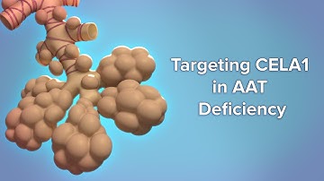 Targeting CELA1 in AAT Deficiency | Cincinnati Children’s