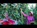 Daily life of a 18yearold single mother  harvesting long beans  white eggplants to sell in town