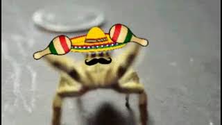 Mexican Spider gif
