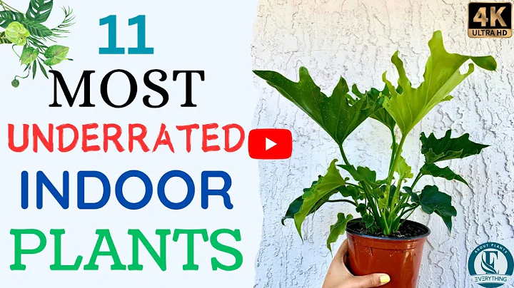 11 Most Underrated Indoor Plants