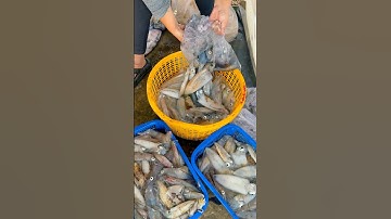 Mực nhiều cỡ này nhưng lễ vẫn không đủ (z/l 0378.162.124) #phuquoc #haisan