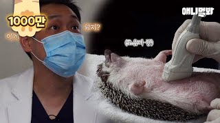 이상할정도로 다리가 퉁퉁부어 병원에 간 고슴도치.. 충격 결과ㅣHedgehog Went To The Hospital With Swollen Feet.. Shocking Result