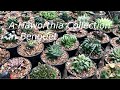 A Haworthia Collection in Benguet