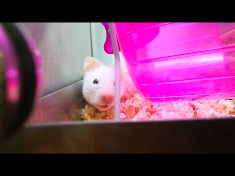 Adopting A Syrian Hamster  YouTube