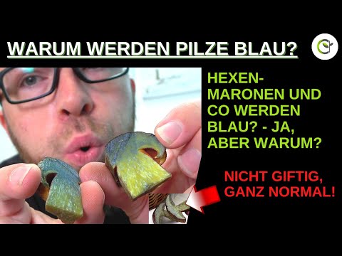 Video: Was und warum werden Pilze beim Schnitt blau?