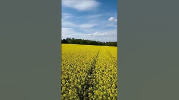 #iflight #nazgul #evoque with #o3airunit over the yellow