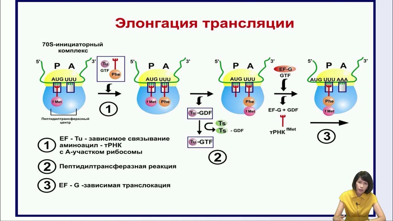 Трансляция т рнк. Элонгация трансляции. Биосинтез белка рекогниция. Трансляция (биохимия). Трансляция инициация элонгация терминация.