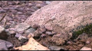 WILDLIFE_I_INSECT_WINGLESS INSECTS