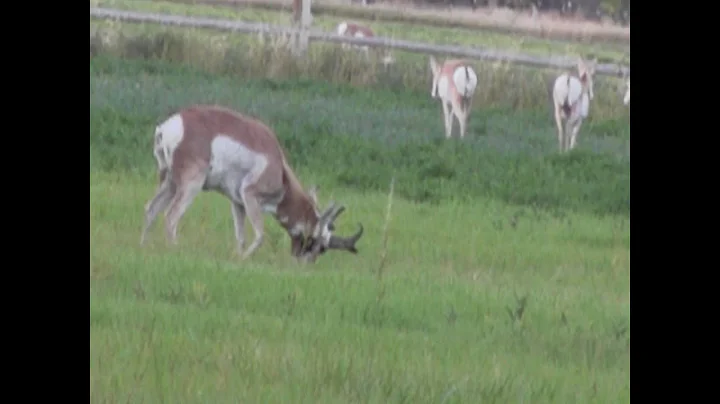 30th Anniversary Antelope Hunt with Don Mealey and...