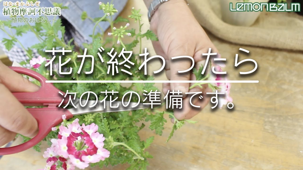 51 花が終わったら さあ 次の準備です 剪定しましょう Youtube