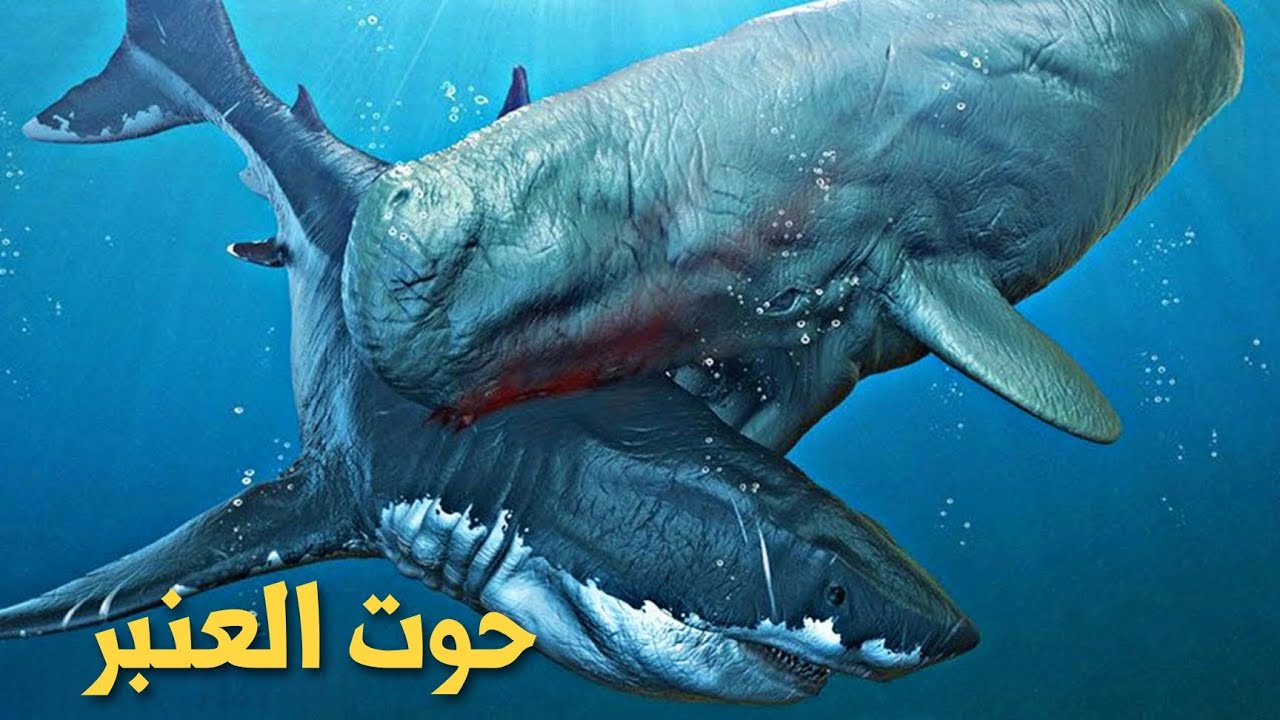 ما الذي يجعل حوت العنبر فريدا من نوعه؟ اكتشف حقائق مذهلة عن هذا الحيوان ...