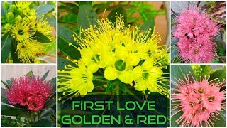 flower xanthostemon chrysanthus plant golden garden penda