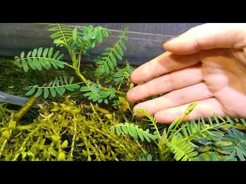 Эшиномене, Ложная мимоза, Асхиномена (Aeschynomene fluitans)