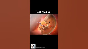 What is the MITOSIS | हिन्दी - اردو | Learn With Musawir