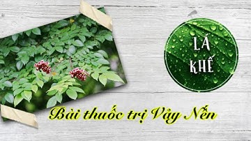 Bài thuốc chữa bệnh vảy nến bằng lá khế