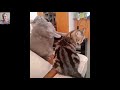 Смешные кошки  Приколы с котами   YouTube